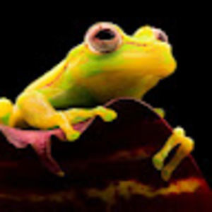 Meet your Posher, Jacen